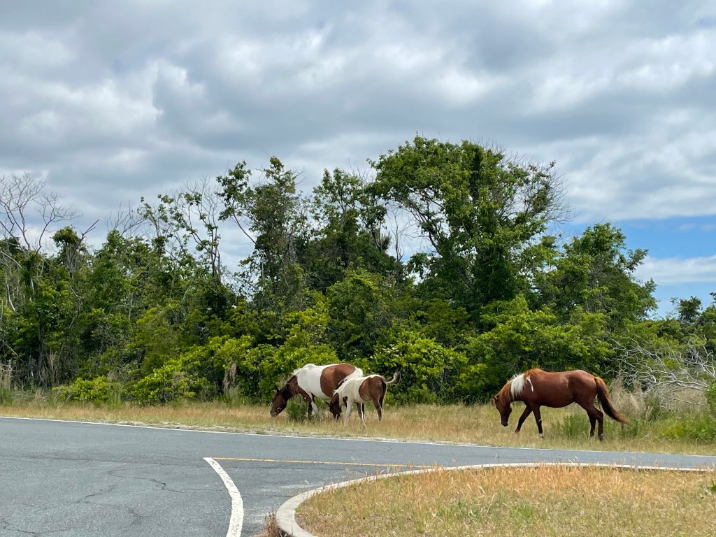 wild horses on assateague island