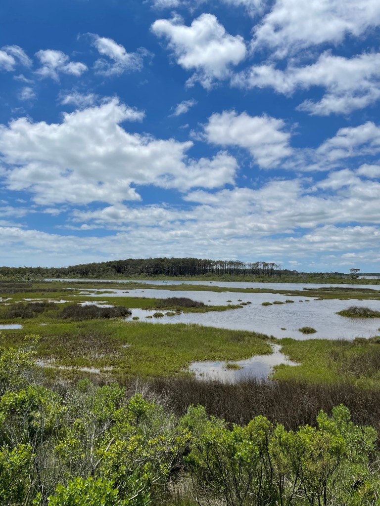assateague island marshlands