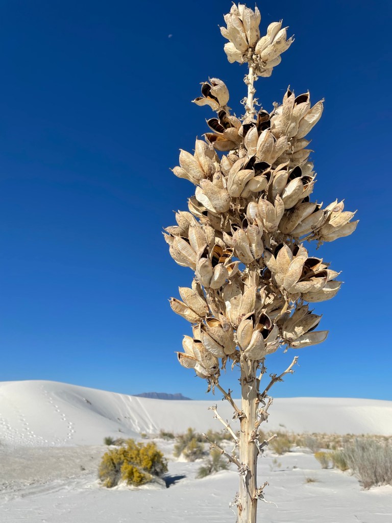 White Sands National Park, New Mexico